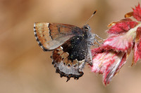 Gossamer-wings - Family: Lycaenidae