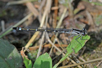 Enallagma annexum, E. boreale