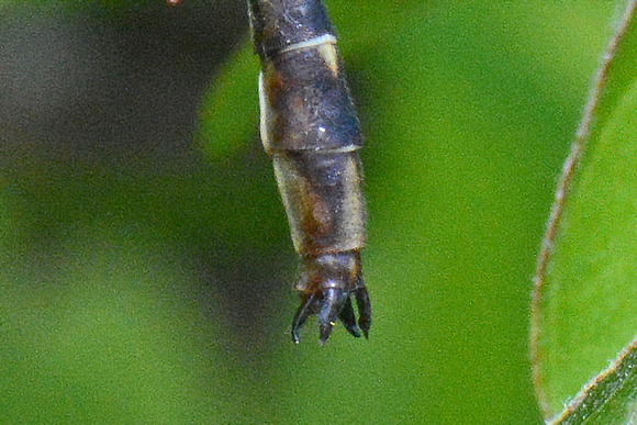 Phanogomphus lividus
