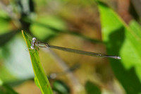 Nehalennia gracilis