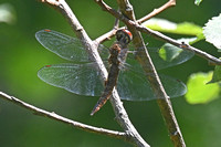 Spot-winged Glider (Pantala hymenaea)