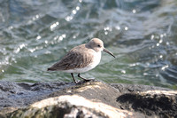 Shorebirds of Massachusetts