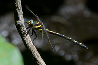 Arrowhead Spiketail (Cordulegaster obliqua)