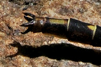 Phanogomphus lividus