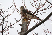 Falco columbarius