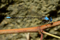 Blue-fronted Dancer (Argia apicalis)