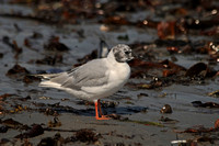 Winthrop's Bonaparte's and a Laughing Gull