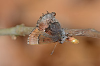 Callophrys henrici