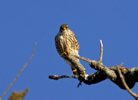 Falco columbarius