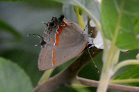 Red-banded Hairstreak - C. cecrops