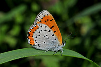 Lepidoptera of Massachusetts