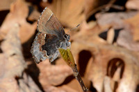 Callophrys henrici