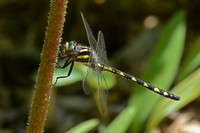 Delta-spotted Spiketail (Cordulegaster diastatops)