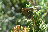 Callophrys gryneus