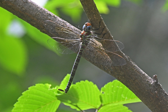 Epiaeschna heros