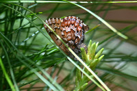 Callophrys niphon