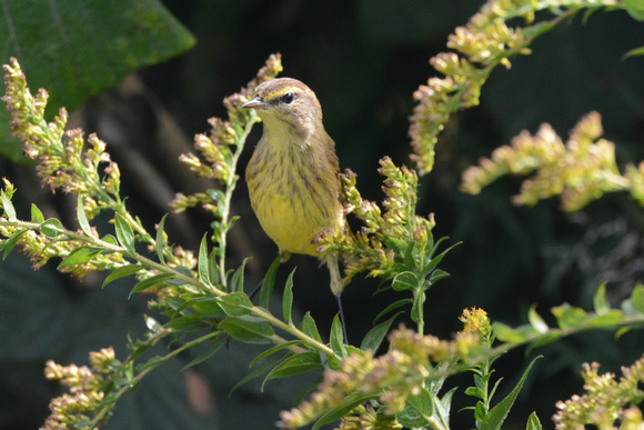 Setophaga palmarum