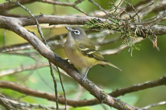 Vireo solitarius