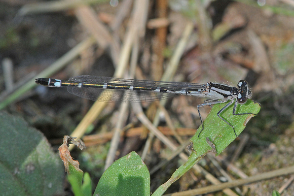 Enallagma annexum, E. boreale