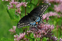 Black Swallowtails