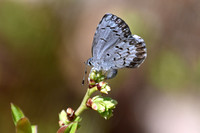 Celastrina ladon
