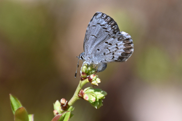 Celastrina ladon