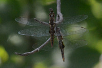 Spot-winged Glider (Pantala hymenaea)
