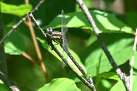 Dusky Clubtail(Phanogomphus spicatus)