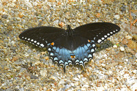 Papilio troilus
