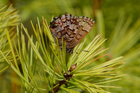 Callophrys niphon