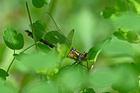 Hylogomphus abbreviatus