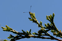 Callophrys hesseli