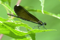 Calopteryx maculata
