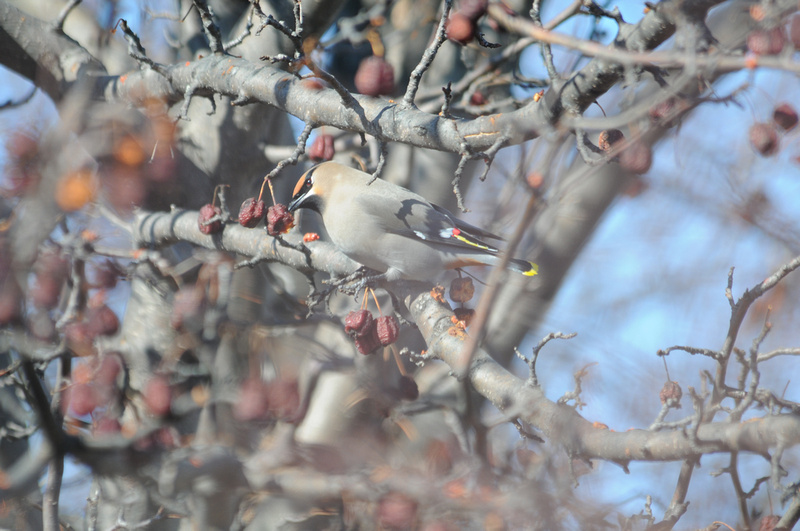 Gregory S Dysart Photography And Paintings Bohemian Waxwings