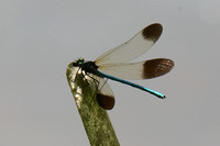 Calopteryx aequabilis