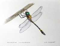 Dragonfly Watercolors