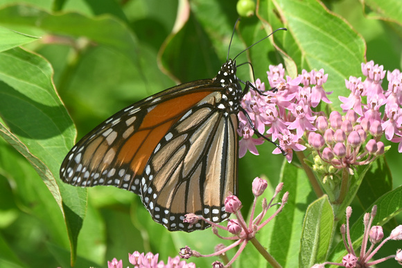 Danaus plexippus