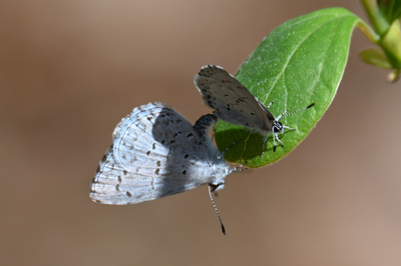 Celastrina sp.