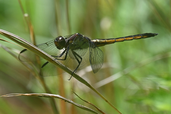 Libellula incesta