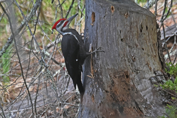 Dryocopus pileatus