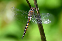 Epitheca canis