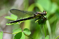 Hylogomphus abbreviatus