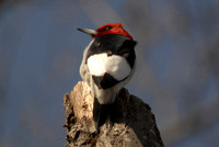 Woodpeckers of Massachusetts