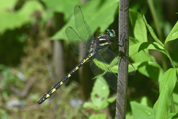 Zoraena diastatops
