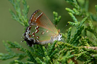 Callophrys gryneus