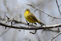 Yellow Palm Warbler - Eastern