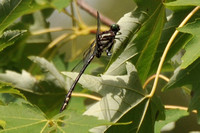Arrow Clubtail (Stylurus spiniceps)