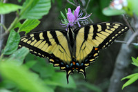 Swallowtails - Family: Papilionidae