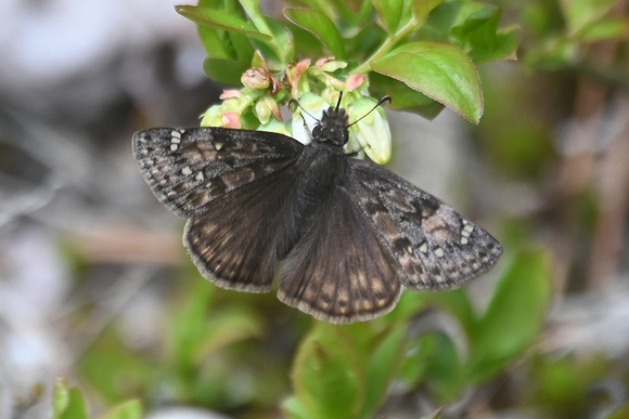 Erynnis juvenalis